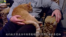 猫真有9条命科学家把150只猫咪从高楼扔下,结果让人吃惊