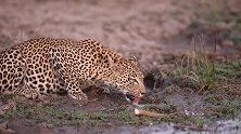 母豹喝水，两只豹子幼崽在沼泽地玩耍