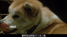 忠犬八公物语：一次选择换来一生守候！