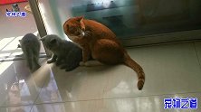 公橘猫和胖公猫先后来看小奶猫，表现截然不同，谁才是合格猫爸爸
