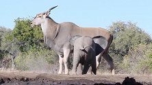 博茨瓦纳：两头小象和大羚羊抢水坑 挑衅失败瞬间“自闭”