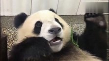 许久没见胖大海了，看完这小子假装我怎么吃竹子，就睡了