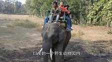 游客骑在大象背上，路遇老虎袭击，危急关头大象救了他一命！