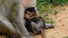猴仔吃完母乳，吃香蕉，好吃狗