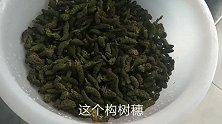 构树穗这样简单一做，味道更独特，回味无穷真好吃！