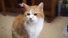橘猫老是发牢骚，邻居都受不了，别说主人了！