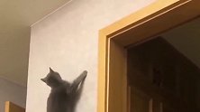 这只狸花猫肯定是去武当山偷师了，这功夫了得！