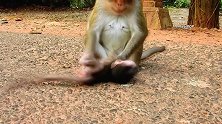 猴宝宝在妈妈面前耍赖，就想惹你不开心，想被毒打！