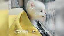 这只鸽子有做音乐盒的天赋啊 上辈子是不是一个音乐盒呀