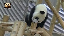 熊猫宝宝不慌不忙卖个萌，吃下“可爱牌”零食变得更可爱了！
