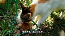 猫咪出生就被遗弃，男子好心收养3月，再次出场惊艳了！