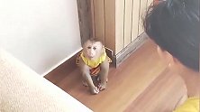 主人罚犯错的小猴子站墙根，顽皮的小猴子总想趁机逃走！好逗
