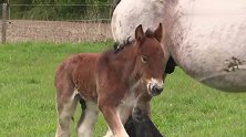 小男孩给小马驹喂奶，边喂还边被马妈妈调戏，好开心的场景
