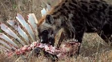 鬣狗牙口太好了，吃得骨头都不剩！