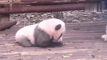特困生熊猫“小灰灰”奈何奶爸怎么叫都叫不醒