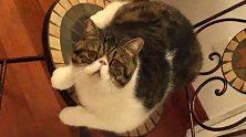 保洁被质疑未关门致猫坠亡 家政公司：我们不负责看猫