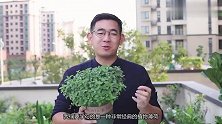 园艺师教你薄荷怎么养，这可能是关于薄荷，最全面的教程了