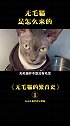 斯芬克斯无毛猫 你知道无毛猫 是怎么繁育出来的吗？科学养宠攻略