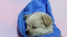 主人一帮小奶狗包上毯子，小奶狗立马闭上眼睛，真是秒睡