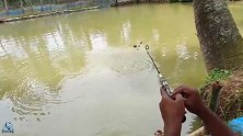 小伙后山小河沟钓起一条大金鱼，第一次见这么大个的！