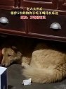 浙江杭州：老人去世后，相伴5年的狗狗不吃不喝待在床边