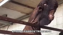 世界上最丑的羊，大马革士山羊：抱歉，我真没认出这是羊