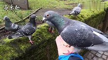 喂野鸽：花生米是鸽子的最爱，直接上手吃，不怕被人抓走？