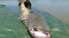 最大的湄公河巨鲶，近600斤，太吓人了！