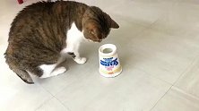 猫咪：铲屎的在搞事情吗，猫粮这样放让不让我吃啦