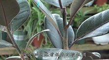 一盆橡皮树养在家里，超有格调，教你怎么养旺它