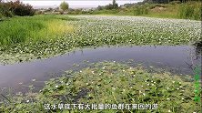 金毛从河沟捡到个废弃地笼，嘟囔着要和小虎七三分鱼，这狗可真抠