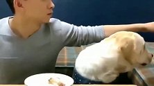 拉布拉多护食不愿跟主人分享大鸡腿,接下来发生的画面,一脸懵