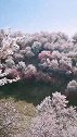 伊犁吐尔根杏花美如仙境