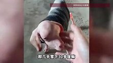 新疆羊妈妈诞下罕见无毛小羊，主人：怕它冷给穿上衣服养在室内