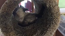 暹罗猫面对一个新的猫爬架时候的反应