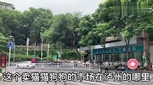 应粉丝要求，沽酒客再次分享，泸州曾经最热闹的宠物市场