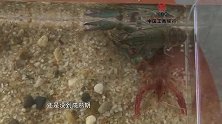 回访农创客：蓝色小龙虾也能做出大产业