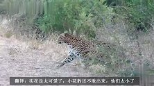 花豹妈妈带着2只幼崽转移巢穴，幼崽很不情愿的样子