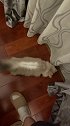 一招让你的猫咪脱颖而出