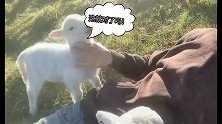 搞笑视频：有这么一个可爱的小羊在身旁，什么烦心事都会被化解