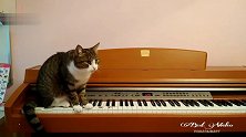 在钢琴上“抖腿”的猫咪，小爪子按琴键的样子太萌了