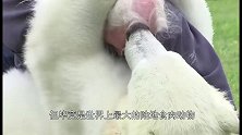 出生不久的小北极熊，从软糯的小团子慢慢长大，见证生命的奇迹！