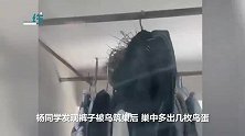 男生返校后发现挂在阳台的裤子里长出鸟窝，还有几枚鸟蛋