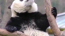 熊猫宝宝：问君能有几多愁，恰似一棵树上卡熊头！