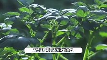 李子柒即将复出，将与微念继续合作，停更531天后粉丝跌破一亿