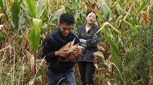 村花秋收遇小伙高价收玉米，不料都是套路
