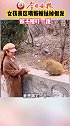 女孩景区喂猴被扯掉假发：我和它当时都吓了一跳猴子