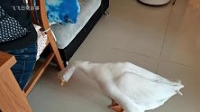 狗狗一反常态！竟然执意要陪大鹅洗澡