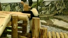 腿到用时方恨短！腿短的熊猫最可爱，扑通一声掉下来!