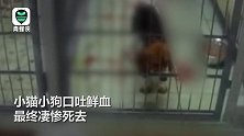 卧底三个月德国活体动物实验室被起底：猴子被锁喉 猫狗倒地吐血
